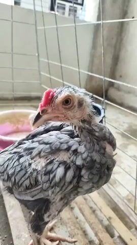 A close-up shot of a young chicken with gray and white speckled feathers and a pink comb on its head stands in an enclosure. The chicken is looking to the left of the frame. Behind the chicken, a wire fence is visible, and further back, a pink bowl and a second, less distinct chicken can be seen. The floor of the enclosure appears to be made of wooden slats.