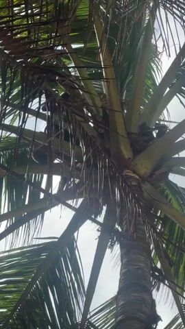 A low-angle shot captures a close-up of a palm tree against a bright sky. The trunk of the palm tree is textured and brown, tapering upwards. Long, green fronds spread out, some appearing dry and brown at the tips. Among the fronds, several green coconuts are visible, nestled together near the top of the tree. The overall impression is one of a tropical environment under a cloudy sky, with the focus on the coconuts amidst the foliage.
