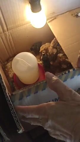 The video shows a close-up view inside a cardboard box where several chicks are gathered under a heat lamp. The box appears to be a makeshift brooder. The chicks, varying in color from light brown to dark, are walking around on a messy substrate of what looks like bedding mixed with droppings. A white plastic waterer with a pink base is visible, and some of the chicks are near it. A human hand enters the frame briefly from the bottom right, touching the side of the box. The overall environment appears to be a dimly lit indoor space.