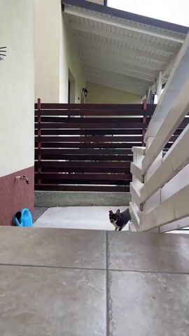 A small black and white dog stands on a tiled patio, looking up at a wooden fence. The dog then turns and walks away, disappearing from view. The scene is outdoors, with a house visible in the background.