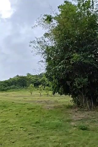 The video shows a grassy landscape with a cloudy sky. In the foreground, there is tall bamboo on the right. In the midground, there is a gentle grassy slope dotted with a few small trees. In the background, there is a dense line of trees on a hill. A person wearing a backpack is walking away from the camera on a grassy path in the midground. The overall scene is natural and serene.