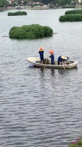 Workers collect aquatic plants by boat in Hanoi lake