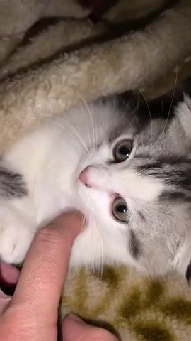 A close-up, vertical, eye-level shot shows a small kitten, mostly white with gray tabby markings, nestled under a soft, patterned blanket. A person's finger is visible in the foreground, gently touching the kitten's chin. The kitten's eyes are open and alert, and its ears are folded back. The lighting is dim, suggesting an indoor environment.