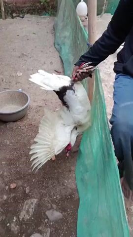 An elderly man wearing a black hoodie and blue pants walks barefoot outdoors. A white turkey with black markings is being guided by the man, who is holding a pink ribbon attached to the turkey's leg. The turkey has its wings spread, and the man appears to be nudging it towards a feeding bowl on the ground. The environment is a dirt yard with a wooden pole, some plants, and a brick wall in the background.