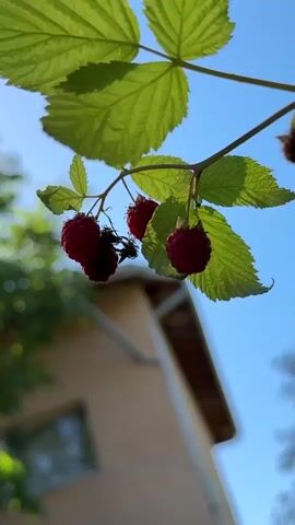A close-up, low-angle shot focuses on a cluster of ripe raspberries hanging from a branch. The raspberries are a deep red color, and some appear slightly fuzzy. Green leaves with visible veins are attached to the branch above and behind the fruit. In the background, a blurred, light-brown building with a white gutter and a dark roof is visible against a clear blue sky. The sunlight illuminates the leaves and raspberries, creating highlights. A faint out-of-focus green tree is visible on the left side of the frame. The video appears to be a static shot with no movement.