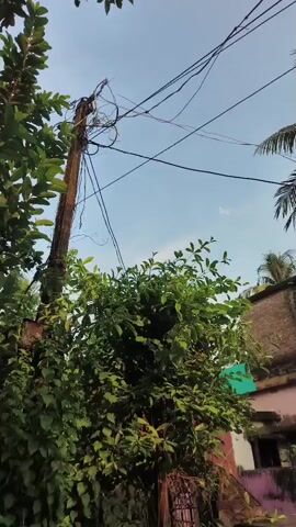 The video pans up from a utility pole obscured by lush green foliage to a bright blue sky. Wires are tangled around the top of the pole. Trees with dense green leaves dominate the lower half of the frame, with a hint of a building visible to the right. The camera movement is smooth, capturing a natural, outdoor environment.