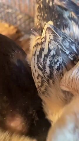 A close-up video shows a group of young chickens in a cage, gathered around a shallow dish, likely eating. The chickens vary in color, with some appearing black, white, and speckled. One chicken in the foreground is primarily white with yellow undertones and has distinct markings on its feathers. Another chicken, also white, is in the background. A dark-colored chicken is nestled amongst the others. The cage is made of metal bars, and the background appears to be a rustic wall or paneling. The lighting suggests an indoor environment, possibly a coop or enclosure. The chickens are actively pecking at something within the dish, their heads down, indicating feeding behavior. The video is a bit shaky, suggesting it was handheld, and the focus shifts slightly between the chickens.