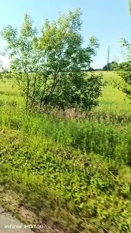 The video shows a car driving through a rural landscape on a sunny day. The scene is dominated by a vast, green field of crops stretching to the horizon under a clear blue sky. In the foreground, there is a dirt road or path lined with green grass and some dried vegetation. A lone tree with lush green foliage is visible in the middle ground. Power lines can be seen in the distance against the sky. The camera appears to be mounted inside the moving vehicle, looking out at the scenery. The bottom of the screen displays "Infinix HOT 50".