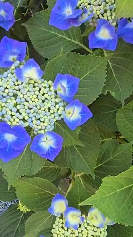This is a close-up, vertical video of a hydrangea bush. The camera pans across the plant, showing clusters of blue and purple flowers, along with many small, green buds. Large, serrated green leaves are also visible throughout the frame, as is some dark soil at the bottom. The lighting appears to be natural daylight, and the focus is on the flowers and leaves. There are no people or animals visible in the video.