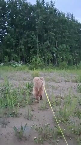 A golden retriever dog on a leash walks away from the camera in a grassy area with trees in the background. The camera then pans up to show a cloudy sky. The video shows the dog's rear end as it walks away and turns its head. The leash is bright yellow. The dog has thick fur.