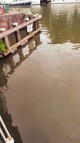 The video shows a canal or harbor with several boats docked. The water is murky and reflects the sky, which appears overcast. In the foreground, there is a wooden dock with some greenery growing on it. Behind the dock, several white motorboats and a dark-colored boat are moored. Further in the background, more boats are visible, along with buildings and trees. The scene suggests a quiet, possibly overcast day in a waterfront town.