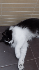 Tuxedo cat plays with human on floor in Plovdiv