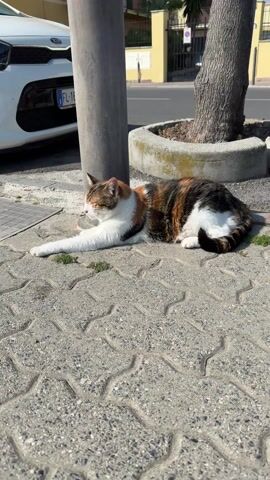 A calico cat is resting on patterned grey paving stones in an outdoor setting, likely a sidewalk or a paved area next to a street. The cat has distinctive white, orange, and black patches of fur, with a white chest and front paw stretched out. Its eyes are mostly closed, suggesting it is relaxed or basking in the sun.

Behind the cat, there is a dark metal pole and a tree trunk encased in a circular concrete planter. To the left, a white Kia car is partially visible, with an Italian license plate reading "FL-166". In the background, a street with light-colored buildings under a clear, sunny sky can be seen. The bright sunlight casts shadows on the ground, indicating it is daytime.

During the video, the camera zooms in on the cat. A person can be heard speaking briefly in Italian, addressing the cat as "Pallina," which means "little ball" or "meatball," and making a soft sound like "Eh?". The cat remains still, seemingly unfazed. The overall scene depicts a peaceful moment of a cat relaxing in the sun in an urban or semi-urban Italian environment, specifically Santo Stefano al Mare, Italy.