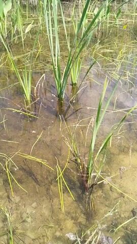 The media file shows a close-up view of a shallow, muddy body of water with various aquatic plants. The water is murky, with visible sediment and debris on the bottom. Several types of green vegetation are present, some with long, slender leaves emerging from the water, while others have broader, paddle-shaped leaves. Thin, yellowed grass-like blades are submerged and floating on the surface in many areas. The overall scene suggests a natural wetland, possibly a pond or a flooded field.

The activity appears to be passive observation of the natural environment, with no human presence or discernible actions. The lighting suggests it is daytime, likely with ample sunlight, as indicated by the reflections on the water's surface and the clear visibility of the plants and bottom. The weather seems calm, as there are no visible signs of wind disturbing the water or plants.

The location context provided is Rozdil, Ukraine. This implies the scene is likely a natural or agricultural area within that region. There are no people, objects, or specific structures visible that would indicate a particular urban or rural setting beyond the natural landscape. The overall mood evoked is one of tranquility and immersion in nature, focusing on the details of the aquatic ecosystem. No text is visible within the media file itself.