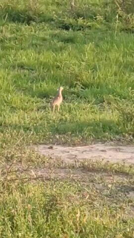 The video shows a bird standing in a grassy field. It has a light brown head and neck, a darker back, and yellow legs. The grass is green and there is a dirt patch in the foreground.