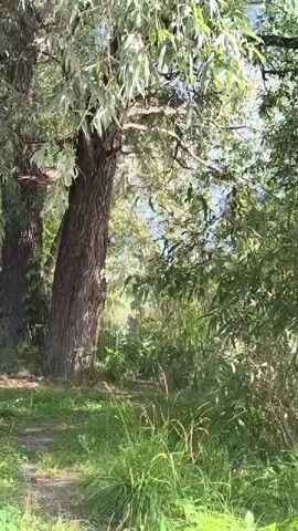 The video shows a close-up view of two large trees with green leaves in a park or forest. The trees are tall and thick, with rough bark. Sunlight filters through the leaves, creating a dappled effect on the ground. The ground is covered with grass and some fallen leaves. There is a path leading away from the trees, disappearing into the foliage. The camera is stationary, and the video appears to be taken during the daytime. The scene is peaceful and natural.