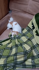Dog and person share a blanket on a couch in Chuhuiv