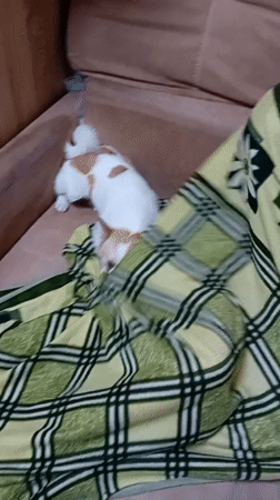 Dog and person share a blanket on a couch in Chuhuiv