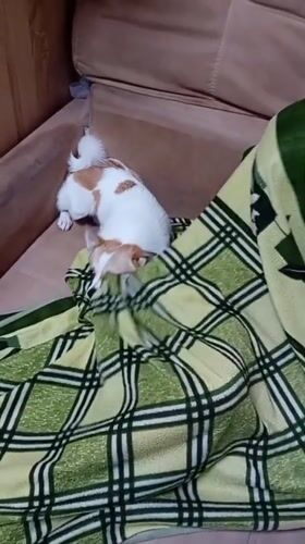 Dog and person share a blanket on a couch in Chuhuiv