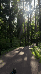 Forest road scene with French bulldog captured in Nemchinovo