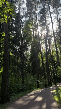 Forest road scene with French bulldog captured in Nemchinovo