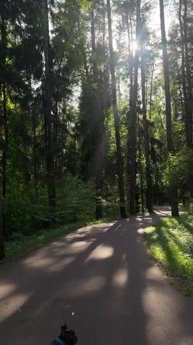 Forest road scene with French bulldog captured in Nemchinovo