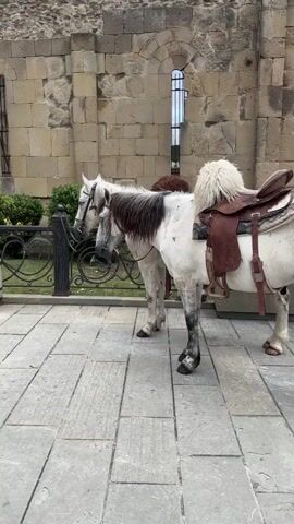 Two horses are standing next to each other on a paved walkway in front of a stone building. The horses are white with dark manes and tails. One horse is in the foreground and is wearing a saddle with a fluffy white saddle blanket. The other horse is behind the first and is looking to the left. The building appears to be old, with a stone facade and arched windows. There is a black metal fence in front of a patch of greenery behind the horses. The sky is blue with some clouds. The scene appears to be a tourist attraction, possibly in Mtskheta, Georgia, given the architectural style. The time of day seems to be daytime, with bright lighting. There is no visible text in the media file.