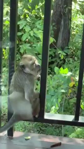 A monkey is sitting on a black metal railing and then walks away on a wooden deck. The railing is in front of a glass window looking out to a background of green foliage and trees. The monkey has light brown fur. There is a slice of fruit on the deck.