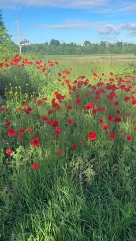 A field of red poppies in bloom is seen from a low angle, with lush green grass in the foreground. The poppies are scattered throughout the field, with some closer to the camera and others further away. The sky is blue with scattered white clouds. In the background, there are trees and some buildings in the distance. A utility pole is visible on the left side of the frame. The video pans slightly from left to right, offering a view of the entire field.