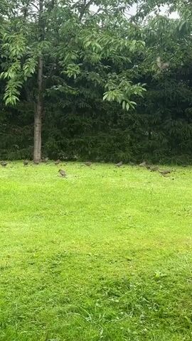 A flock of birds are seen on a grassy lawn in front of a dense hedge and a tree. The birds are in various stages of flight and then land back on the grass.