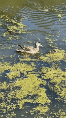 Ducks and ducklings navigate a duckweed pond at Peterhof