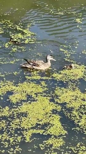 Ducks and ducklings navigate a duckweed pond at Peterhof
