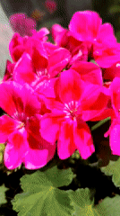 Pink geraniums filmed in bloom in Bulgarian village