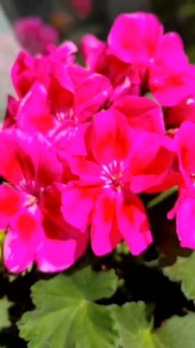 Pink geraniums filmed in bloom in Bulgarian village