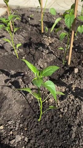 The video shows a close-up view of several small, green pepper plants growing in dark soil. The plants are spaced apart in a row, with small wooden stakes placed next to some of them. The soil appears moist and slightly clumpy. The background includes a paved area, and the scene is lit by sunlight.