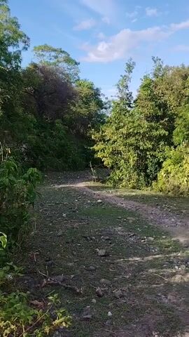 Here is a description of the video:
The video shows a person riding a motorcycle down a narrow dirt path. The path is surrounded by lush greenery, trees, and rocks. The sky is blue with some scattered clouds. The rider is wearing a black shirt and pants. The motorcycle is moving at a slow pace.