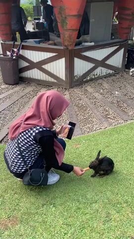 A woman wearing a pink hijab and a patterned vest is kneeling on a grassy area, holding a phone and a clear container of carrots. She is offering a carrot to a black rabbit, which is eating it. In the background, there is a wooden structure with decorative cross beams and some large orange conical objects. There are also some people visible in the background near the structure. A second, white rabbit is visible further away in the background.