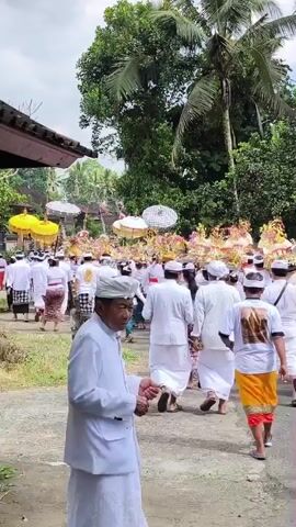 A street-level, full-shot video captures a procession of men and women dressed in traditional Balinese attire walking away from the camera on a paved path flanked by foliage and trees. The participants, predominantly men, are clad in white long-sleeved shirts, white sarongs, and white head coverings. Some individuals at the front of the procession carry large, ornate ceremonial offerings or decorations on their heads, which are golden and white. White and yellow ceremonial umbrellas are visible along the path. The environment is lush with green trees and foliage, suggesting a tropical or semi-tropical setting. The sky is overcast. A person in a white jacket and white head covering is walking in the foreground, facing away from the camera. The video concludes with the procession continuing to move forward.