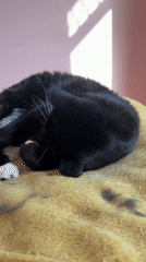 Black and white cat rests on blanket in Suffolk