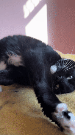 Black and white cat rests on blanket in Suffolk