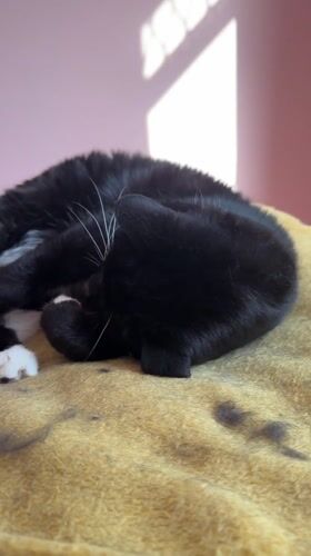 Black and white cat rests on blanket in Suffolk
