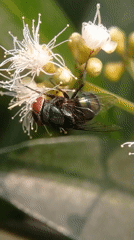 Macro insects and spiders on flowers and leaves in Bedali