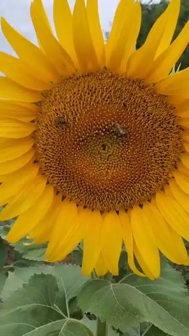 The video shows a close-up view of a sunflower with bees on its center. The sunflower has bright yellow petals and a brown center filled with seeds. Several bees are visible on the center, collecting nectar or pollen. The background is slightly blurred, showing greenery and a cloudy sky. The camera is positioned at eye level with the sunflower.