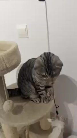 A short video shows a tabby cat on a cat tree. The cat is sitting on the top level of the tree, playing with a feather toy on a string. The cat bats at the toy with its paws, sometimes standing on its hind legs to reach it. The cat tree is beige and has multiple levels. The background is a plain white wall with a light switch.