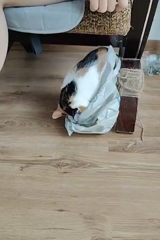 A calico cat is trying to get out of a white plastic bag that is partially under a chair. The cat's head and front paws are visible, and its body is mostly hidden inside the bag. The cat's tail is sticking out of the bag and it appears to be struggling. The floor is made of wood-look laminate. A person's legs are visible sitting on the chair. The chair has a wooden frame and fabric upholstery. The cat is black, white, and orange.