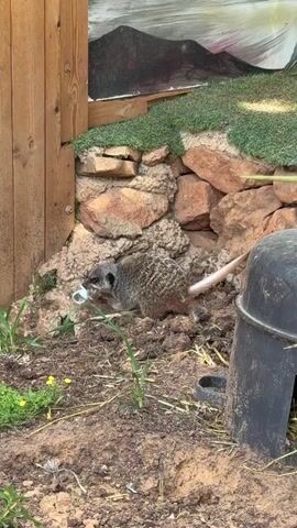 A close-up shot depicts a meerkat carrying a small, blue, possibly plastic object in its mouth. It is positioned on a patch of dirt amidst sparse greenery, small yellow flowers, and loose brown soil. The meerkat is nestled beside a rustic wall constructed of unevenly shaped, reddish-brown stones, backed by a painting of a mountain range. To the left, a wooden panel forms a corner of the enclosure. To the right of the meerkat is a portion of a black, cylindrical object, potentially a bucket or container. The meerkat is shown moving slightly within the frame.