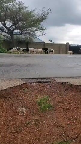 A herd of sheep and goats are walking across a paved road. A dark green sedan drives by from left to right, passing behind the animals. The road is cracked and has a pothole in the foreground. In the background, there is a tree and a fence. The sky is cloudy.