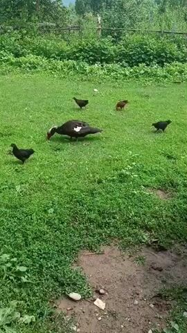 A video shows a flock of chickens and a duck in a grassy area. A cow approaches the camera, then moves away. The video ends with a shot of the grassy area, with a red object on the ground.