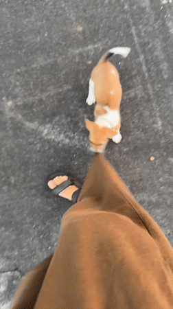 Dogs spotted playing, gathering near roadside in Kediri
