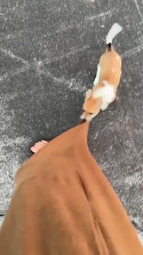 Dogs spotted playing, gathering near roadside in Kediri